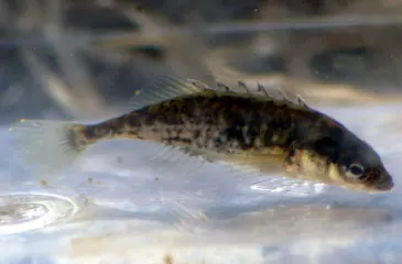 photo of customer project species