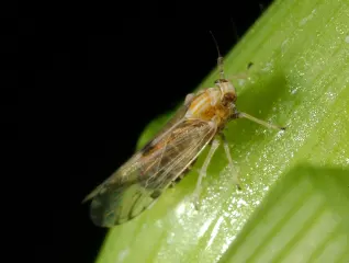 photo of customer project species