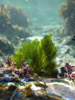 photo of customer project species