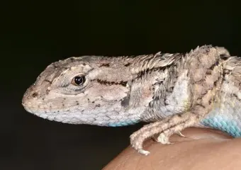 photo of customer project species