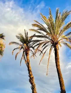 photo of customer project species