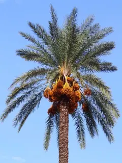 photo of customer project species