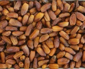 photo of customer project species