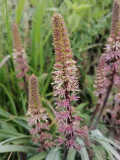 photo of customer project species