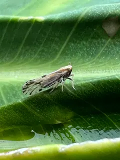 photo of customer project species