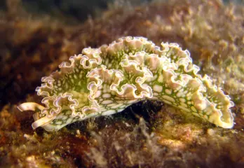 photo of customer project species