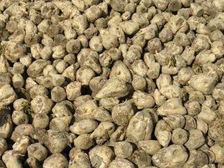 photo of customer project species