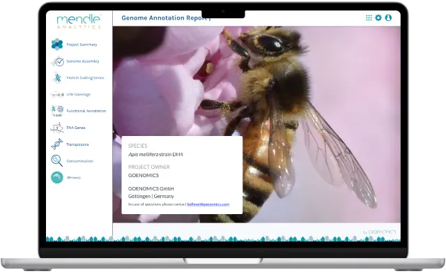 Report example of Apis mellifera